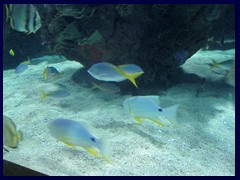 L'Oceanogràfic Oceanarium 074